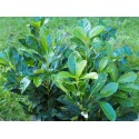 Prunus laurocerasus 'Etna'® - laurier