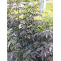 Sambucus nigra 'Black Tower'® (Eiffel 01)- sureau fastigié pourpre