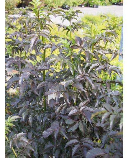 Sambucus nigra 'Black Tower'® (Eiffel 01)- sureau fastigié pourpre