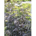 Sambucus nigra 'Black Tower'® (Eiffel 01)- sureau fastigié pourpre