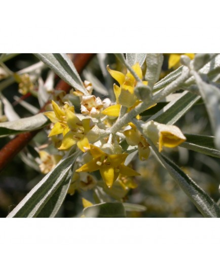 Elaeagnus angustifolia 'Quick Silver'