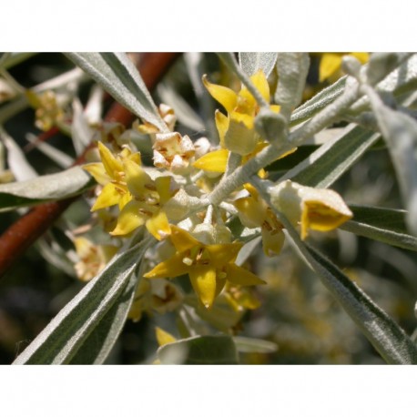 Elaeagnus angustifolia 'Quick Silver'