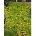 Sambucus nigra 'Golden Tower' ®