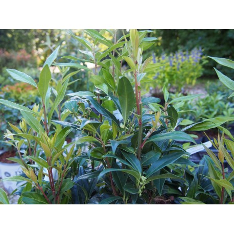 Sarcococca 'Winter Gem'