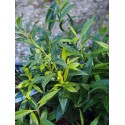 Sarcoccoca hookeriana humilis 'Fragrant Valley' ®