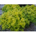 Spiraea japonica 'Golden Carpet' - Spirée du Japon