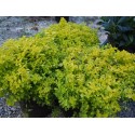 Spiraea japonica 'Golden Carpet' - Spirée du Japon