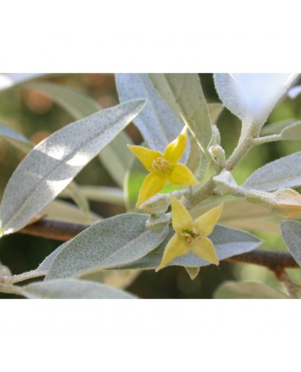 Elaeagnus angustifolia var. Caspica - Olivier de Bohême/Arbre d'argent