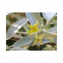 Elaeagnus angustifolia var. Caspica - Olivier de Bohême/Arbre d'argent