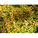 Spiraea japonica 'Sparkling Carpet' - Spirée du Japon
