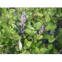 Vitex 'Chicagoland' x ®