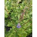 Vitex 'Summertime Blues' x ®