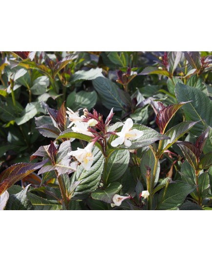 Weigela 'Black & White'®' (Courtacad 01) - weigelia