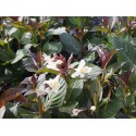 Weigela 'Black & White'®' (Courtacad 01) - weigelia