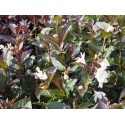 Weigela 'Black & White'®' (Courtacad 01) - weigelia