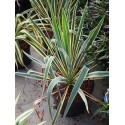 Yucca filamentosa 'Bright Edge'