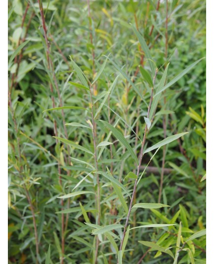 Salix caspica