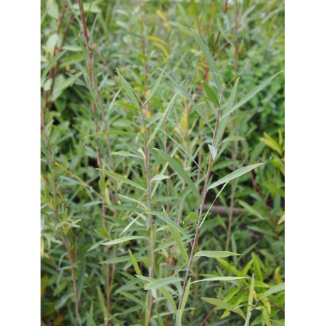 Salix caspica