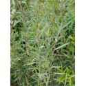 Salix caspica