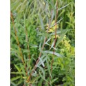 Salix caspica