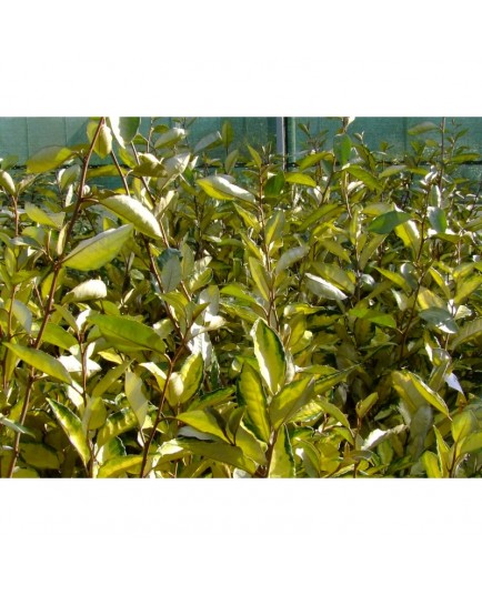 Elaeagnus ebbingei x 'Eleador' ®