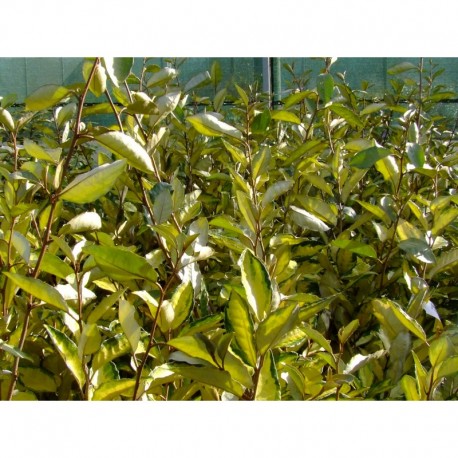 Elaeagnus ebbingei x 'Eleador' ®