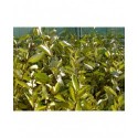 Elaeagnus ebbingei x 'Eleador' ®