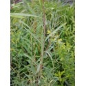 Salix caspica