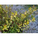 Betula nana 'Golden Treasure' ®