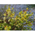 Betula nana 'Golden Treasure' ®