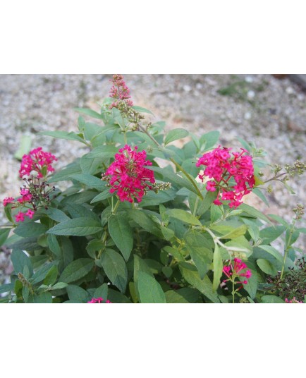 Buddleja Butterfly Candy ® 'Liittle Ruby'