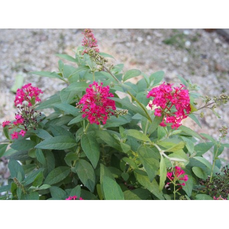 Buddleja Butterfly Candy ® 'Liittle Ruby'