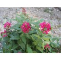 Buddleja Butterfly Candy ® 'Liittle Ruby'