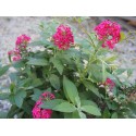 Buddleja Butterfly Candy ® 'Liittle Ruby'