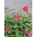 Buddleja Butterfly Candy ® 'Liittle Ruby'