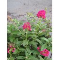 Buddleja Butterfly Candy ® 'Liittle Ruby'