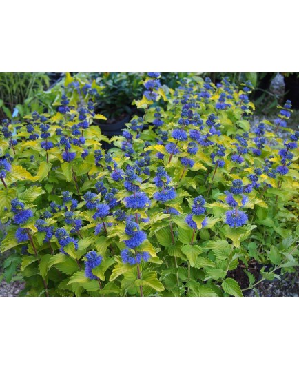 Caryopteris clandonensis 'Good as Gold' ®