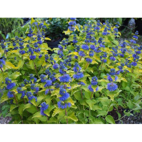 Caryopteris clandonensis 'Good as Gold' ®