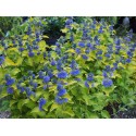 Caryopteris clandonensis 'Good as Gold' ®