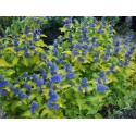 Caryopteris clandonensis 'Good as Gold' ®