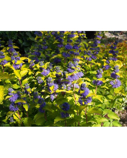 Caryopteris clandonensis x 'Hint of Gold' ®