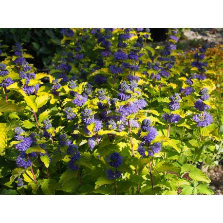 Caryopteris clandonensis x 'Hint of Gold' ®