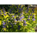 Caryopteris clandonensis x 'Hint of Gold' ®