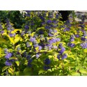 Caryopteris clandonensis x 'Hint of Gold' ®