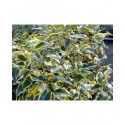 Elaeagnus ebbingei x 'Gilt Edge' - chalef