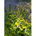 Caryopteris clandonensis x 'Hint of Gold' ®