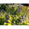 Caryopteris clandonensis x 'Hint of Gold' ®