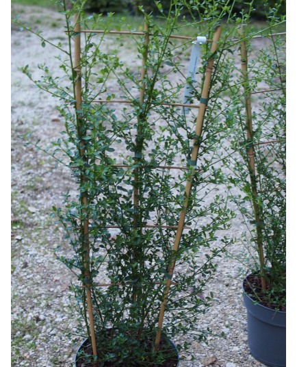 Ceanothus thyriflorus 'Snow Flurry' ®