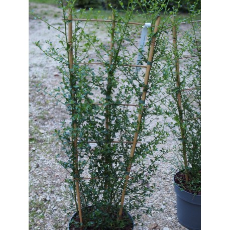 Ceanothus thyriflorus 'Snow Flurry' ®