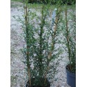 Ceanothus thyriflorus 'Snow Flurry' ®